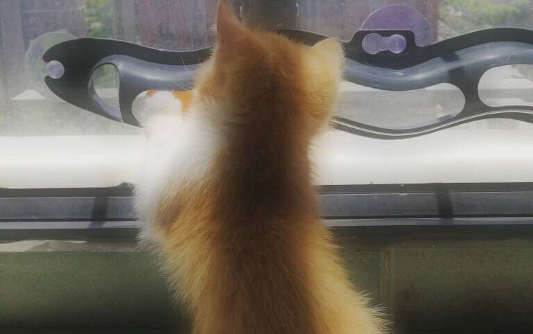 Windowsill Pets Toy Cat Climbing Frame Pet Products